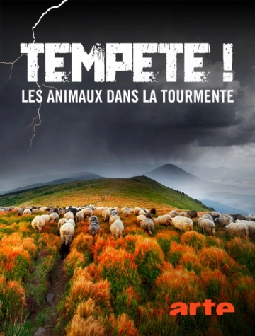 TEMPÊTE ! LES ANIMAUX DANS LA TOURMENTE